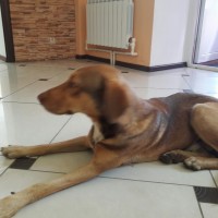 Найден пес, окрас коричневый