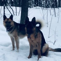 Найдены собаки, окрас черно-коричневый