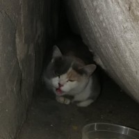 Найдена кошка, окрас трехцветный