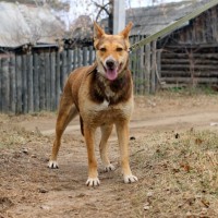 В добрые руки, собака, окрас трехцветный