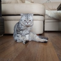 Найден кот или кошка, порода британец, окрас мрамор