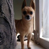 Найдена собака, порода чихуа-хуа, окрас коричневый