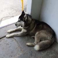 Найден пес, порода хаски, окрас черно-белый
