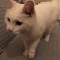 Найдена кошка, окрас белый, в голубом ошейнике