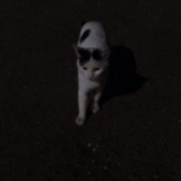 Найден кот, окрас белый с черными пятнами