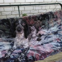 Пропала собака, порода русский охотничий спаниель