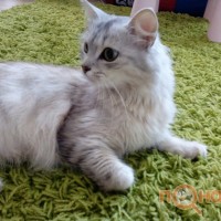 Найдена кошка, окрас светло-серый
