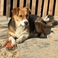 Отдам в добрые руки: и - корги стайл лапки - крошки кардиган