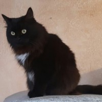 Потерялся кот, окрас черный с белыми пятнами