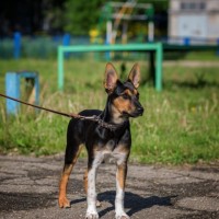 В добрые руки, собака, окрас трехцветный