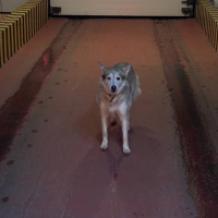 Потеряно:  собака