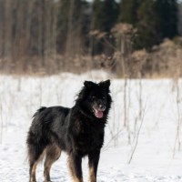 В добрые руки, собака, окрас темный