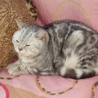 Найден кот, порода британская, окрас серый с рисунком