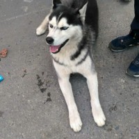 Найден пес, порода сибирской хаски, окрас черно-белый