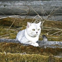 Потерялся кот, порода британский шиншилловый, окрас светло-серый