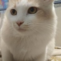 Пропал кот Мурзик Мурзя