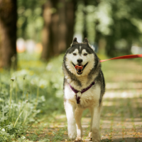 Отдам в добрые руки:  хаски