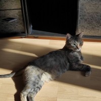 Потерялась кошка в микрорайоне Солнечный 8 августа