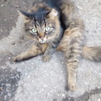 Найдена кошка. окрас рыже-серый с черными полосами