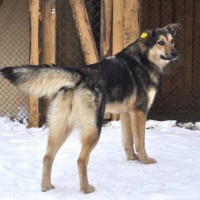 В добрые руки, собака, окрас черно-коричневый