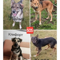 Потеряно:  клифорт собачка