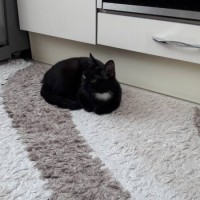 Найден котенок, окрас черный