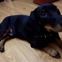 Найден пес, породы такса, окрас черно-коричневый