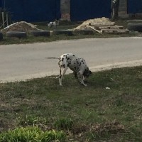 Найдена собака, порода далматинец, окрас черно-белый