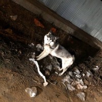 Найдена собака, окрас серо-белый