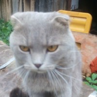 Найден котик, окрас дымчато-серый