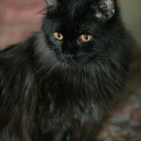 Найден кот, окрас черный, пушистый