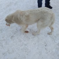 Найден пёс, порода алабай, окрас белый