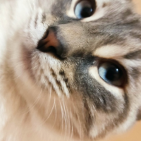 Потеряно:  кошечка