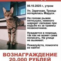 Потеряно:  кошка
