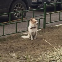 Найдена собака, окрас бело-рыжий