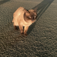 Потеряно:  котика