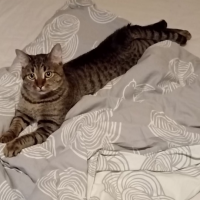 Потеряно:  кота кот