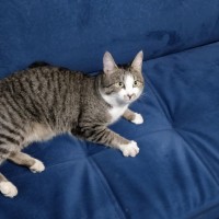 Найден кот, окрас серо-белый, полосатый