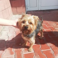 Найдена собака, порода йорк, окрас черно-коричневый