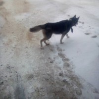 Найдена пес, порода хаски, окрас черно-белый