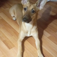 Потеряно:  собака