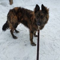 Найден пес, окрас коричнево-черный