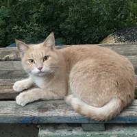 Найдена кошка, окрас персиково-белый