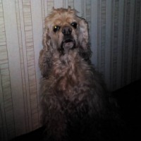 Найдена собака, порода коккер-спаниель