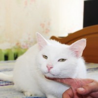 В добрые руки, кот, окрас белый
