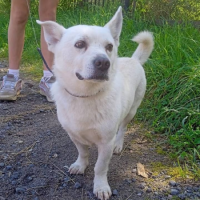 Найдено:  кобель собака