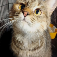 Найдено:  кошка