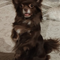 Потеряно:  собака