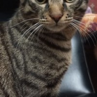 Потерялся кот