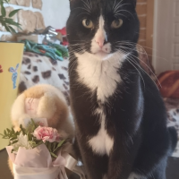 Потеряно:  кот